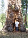 Alec standing next to the biggest Ponderosa Pine in Oregon. The monster pine has a diameter of over 8 feet and is 167 feet tall. It is estimated to be 500 years old