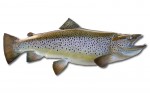 16 lb. 9 oz. california brown trout...