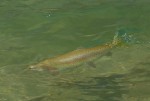 Filename : 4-DGsFish-Omak09_011.jpg
Filesize : 58KB
Dimensions : 576x389
Date added : Aug 13, 2009 4-DGsFish-Omak09_011.jpg