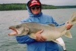 Filename : 52poundCanadian_lake_record.jpg
Filesize : 14KB
Dimensions : 375x257
Date added : Jan 21, 2006 52poundCanadian_lake_record.jpg