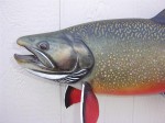 Head detail of the world record brook trout mount...