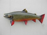 The mount of Tim's world record brook trout...