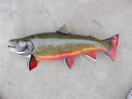 Filename : Brook-Trout 011 (Medium).jpg
Filesize : 85KB
Dimensions : 800x600
Date added : Dec 23, 2009 Brook-Trout 011 (Medium).jpg