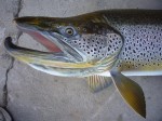 Filename : Brown Trout 004 (Medium)~0.jpg
Filesize : 99KB
Dimensions : 800x600
Date added : Dec 24, 2009 Brown Trout 004 (Medium)~0.jpg