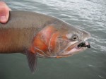 A beautiful Lahontan Cutt