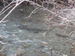 Filename : DSCN0421 (Medium).JPG
Filesize : 248KB
Dimensions : 1024x768
Date added : Jan 23, 2015 DSCN0421 (Medium).JPG