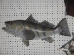 Filename : DSCN1425 (Custom).JPG
Filesize : 191KB
Dimensions : 1000x750
Date added : Nov 10, 2015 DSCN1425 (Custom).JPG