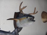 Filename : DSCN1426 (Custom).JPG
Filesize : 186KB
Dimensions : 1000x750
Date added : Nov 10, 2015 DSCN1426 (Custom).JPG