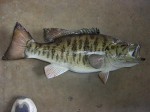 Filename : Fish 025_800x600.jpg
Filesize : 77KB
Dimensions : 800x600
Date added : Dec 29, 2009 Fish 025_800x600.jpg
