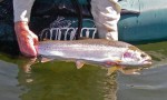 Pretty stillwater rainbow...