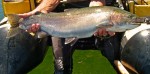 Fat Central Oregon bow...
