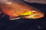 Filename : Labrador Brook Trout 095 (2) (Medium).jpg
Filesize : 52KB
Dimensions : 800x533
Date added : Jul 30, 2008 Labrador Brook Trout 095 (2) (Medium).jpg