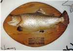 Giant brown trout skin mount...