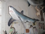 Filename : ST213.jpg
Filesize : 131KB
Dimensions : 800x600
Date added : Aug 06, 2012 ST213.jpg