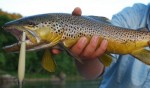 Filename : Trout_1.jpg
Filesize : 29KB
Dimensions : 618x365
Date added : May 29, 2013 Trout_1.jpg