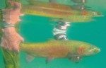 Filename : Underwater Cutt-1.jpg
Filesize : 42KB
Dimensions : 432x277
Date added : Mar 23, 2009 Underwater Cutt-1.jpg