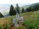 Wild flowers at the Hells Canyon Overlook