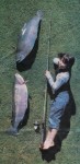 Filename : big-fish-2.jpg
Filesize : 133KB
Dimensions : 600x1217
Date added : Jun 24, 2008 big-fish-2.jpg