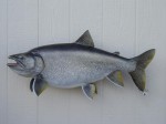 Filename : fish mounts 007_800x600~0.JPG
Filesize : 64KB
Dimensions : 800x600
Date added : Dec 23, 2009 fish mounts 007_800x600~0.JPG
