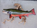 Filename : fish mounts July 2007 006 (Medium)~0.jpg
Filesize : 83KB
Dimensions : 800x600
Date added : Dec 23, 2009 fish mounts July 2007 006 (Medium)~0.jpg