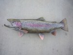 Filename : max45.jpg
Filesize : 151KB
Dimensions : 800x600
Date added : Feb 29, 2012 max45.jpg