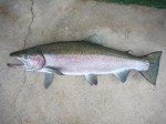 Rocky Oetken's 22 LB.+ steelhead mount from the Deschutes River.