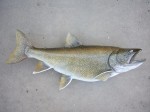 Filename : rick_013_800x600.jpg
Filesize : 88KB
Dimensions : 800x600
Date added : Jun 01, 2012 rick_013_800x600.jpg