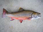 Filename : rick_018_800x600.jpg
Filesize : 126KB
Dimensions : 800x600
Date added : Jun 01, 2012 rick_018_800x600.jpg