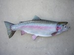 Filename : rick_021_800x600.jpg
Filesize : 89KB
Dimensions : 800x600
Date added : Jun 01, 2012 rick_021_800x600.jpg