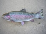 Filename : rick_050_800x600.jpg
Filesize : 115KB
Dimensions : 800x600
Date added : Jun 30, 2012 rick_050_800x600.jpg