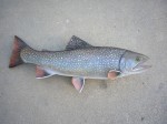 Filename : trout 2 076_800x600.jpg
Filesize : 107KB
Dimensions : 800x600
Date added : May 06, 2011 trout 2 076_800x600.jpg