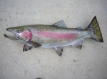 Filename : trout_2_154.jpg
Filesize : 68KB
Dimensions : 800x600
Date added : Jun 25, 2011 trout_2_154.jpg