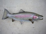 Filename : trout_2_160.jpg
Filesize : 65KB
Dimensions : 800x600
Date added : Jun 25, 2011 trout_2_160.jpg