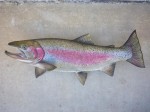 Filename : trout_2_178_800x600.jpg
Filesize : 87KB
Dimensions : 800x600
Date added : Jul 19, 2011 trout_2_178_800x600.jpg