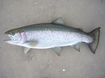 Filename : trout_2_200_800x600.jpg
Filesize : 81KB
Dimensions : 800x600
Date added : Aug 31, 2011 trout_2_200_800x600.jpg