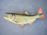 Filename : trout_2_205_800x600.jpg
Filesize : 96KB
Dimensions : 800x600
Date added : Sep 11, 2011 trout_2_205_800x600.jpg