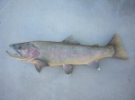 Filename : trout_2_208_800x600.jpg
Filesize : 67KB
Dimensions : 800x600
Date added : Sep 11, 2011 trout_2_208_800x600.jpg
