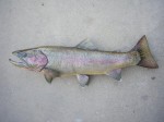 Filename : trout_2_211_800x600.jpg
Filesize : 99KB
Dimensions : 800x600
Date added : Sep 18, 2011 trout_2_211_800x600.jpg