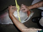 Filename : world_record_rainbow_trout_girth (Small).jpg
Filesize : 53KB
Dimensions : 640x480
Date added : Jun 24, 2007 world_record_rainbow_trout_girth (Small).jpg