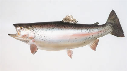 Huge Rainbow Trout