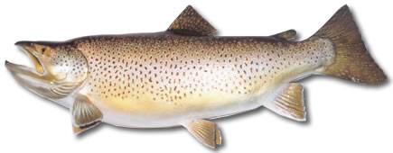 Beautiful Female Brown Trout