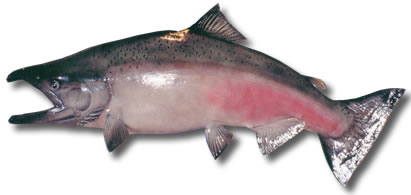 Chinook Salmon
