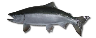 4.35 pound kokanee...
